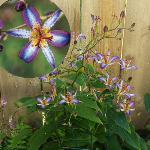 Tricyrtis 'Taipei Silk' - Kõreliilia 'Taipei Silk' P9/0,55L  